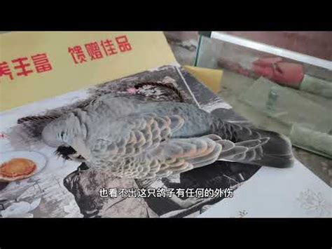 鳥死在門口|鳥死在家門口的風水征兆 替人擋災仍需當心